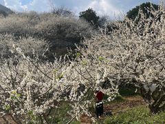 -广州市流溪河国家森林公园