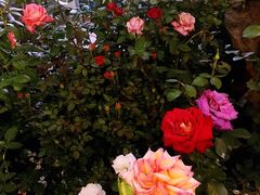 -双季花艺园艺市场(浦东店)