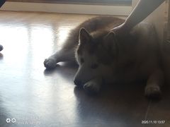 小漂亮-Husky Go! 哈士奇体验馆·宠物咖啡厅狗咖