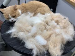 -佐罗家宠物馆·猫文化馆(紫霞路店)