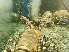 龙虾-Isla Sugbu Seafood City