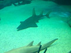 -悉尼海洋生物水族馆