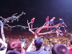 -广州长隆国际大马戏