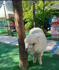 -萌宠亲子动物乐园(槐房万达店)