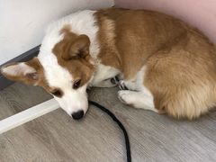 -浣熊柯尔鸭土拨鼠·电玩咖