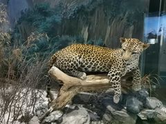 -陕西自然博物馆