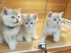 -猫十亿·布偶金渐层·曼基康矮脚猫舍(青年路店)