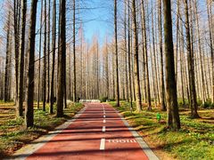 -黄海国家森林公园