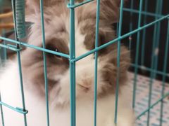 -志龙皇冠吃货椰子铺