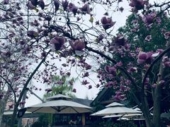 -静安公园(静安寺街道)