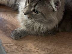 -楼上猫咖(罗湖店)