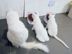 -有猫主题·治愈系猫咖(曾厝垵店)