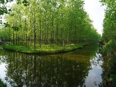 -合肥滨湖国家森林公园