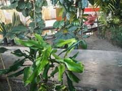 -红栌温泉山庄生态美食餐厅