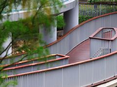 -银湖山郊野公园-相思林