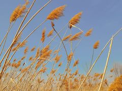 -野鸭湖国家湿地公园