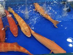 -东江海鲜酒家(艺都分店)