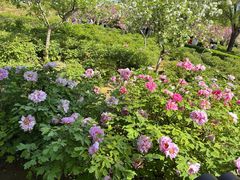 -洛阳市隋唐城遗址植物园