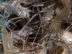 -金瑞轩大酒楼·顺德鱼生·粤菜海鲜(东江国际店)