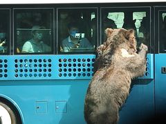 -北京野生动物园