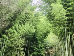 -蜀南竹海景区