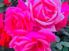 -中央广播电视总台(光华路办公区)