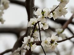 -桃花堤公园