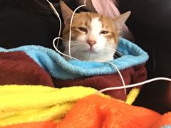 -瑞鹏宠物医院·骨科·猫科·内科(第一中心)