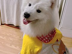 -多乐狗狗宠物训练工作室
