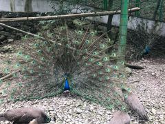 -藏龙百瀑风景区