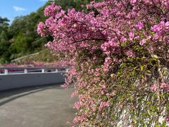 -深圳仙湖植物园