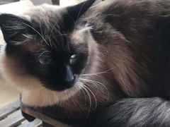 -Cappucimeow猫咪咖啡馆(韦伯时代店)
