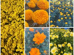 -北京国际鲜花港