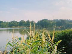 -东莞植物园
