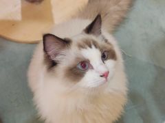 -滚猫咖啡·猫咖·猫友好撸猫(未来城店)