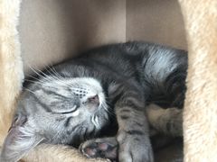 -猫的茶·猫咖