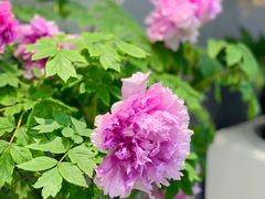 -上海辰山植物园