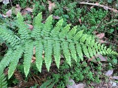 -素山寺森林公园