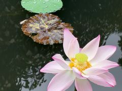 -荔湾湖公园