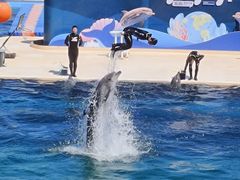 -秦皇岛乐岛海洋王国