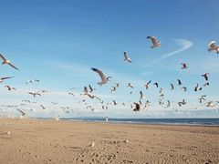 android_upload_pic-海鸥岛