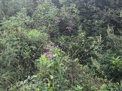 -灵山