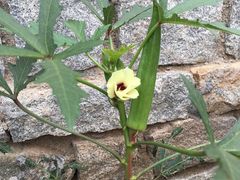 黑森林蛋糕-哈根达斯(烟台振华店)