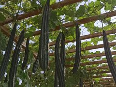 -中国天府农业博览园