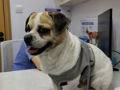 -博特宠物医院24h犬猫全科.骨科·异宠