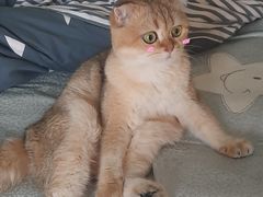 -东方名猫馆·英短金渐层布偶猫舍(环线广场1号楼店)