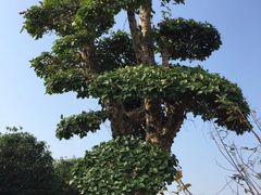 -武汉紫薇都市田园