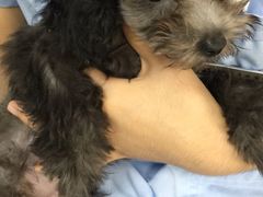 -康乐宝动物医院