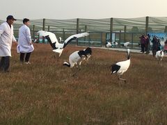 -盐城丹顶鹤湿地生态旅游区