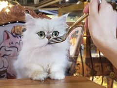 -more than meow吴止猫主题餐厅(承德 中船汇店)